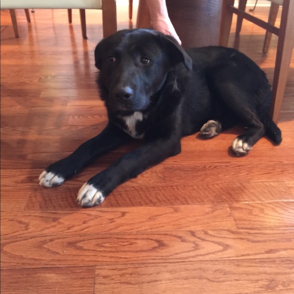 Meet your Posher, Tony - Picture 5 of 7